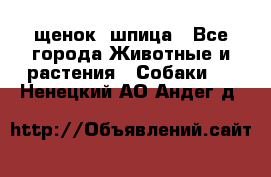 щенок  шпица - Все города Животные и растения » Собаки   . Ненецкий АО,Андег д.